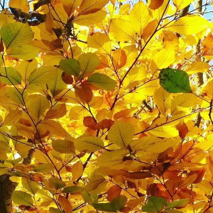 Autumn colour, Autumn · foliage.