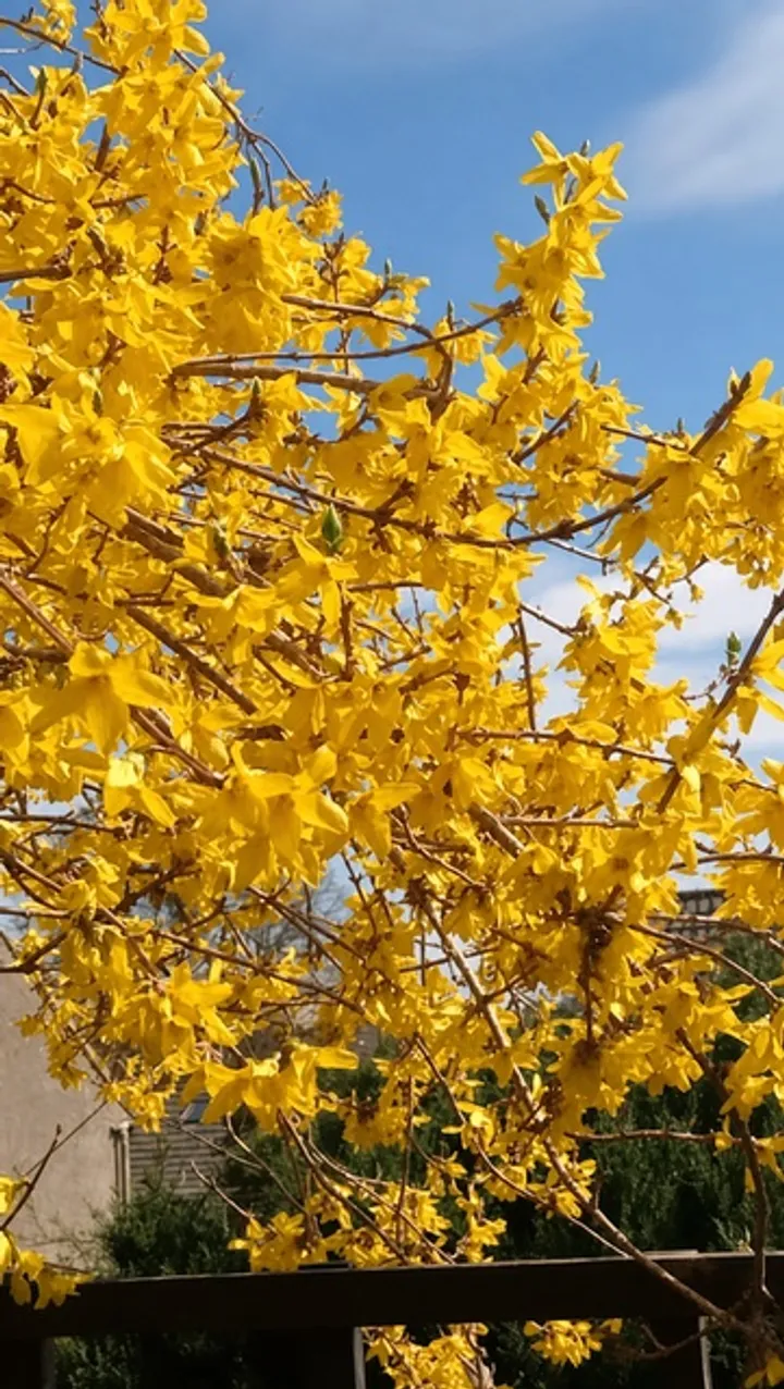 Bright yellow forsythia in bloom in a Bristol garden, early spring colour.