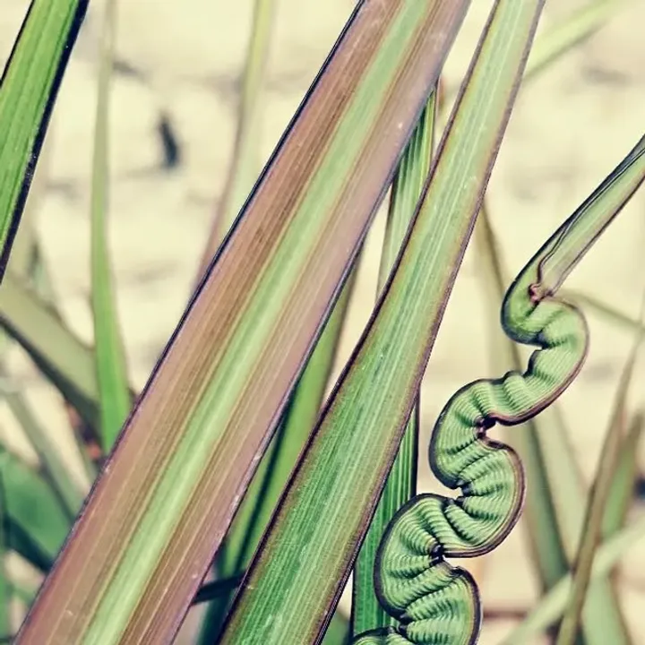 Phormium, Summer · structure.