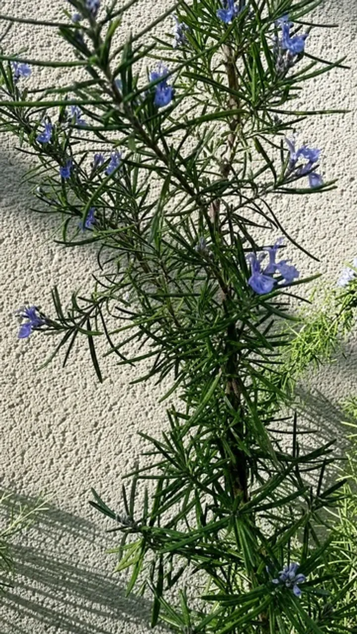 Rosemary & herbs, Spring · equinox.