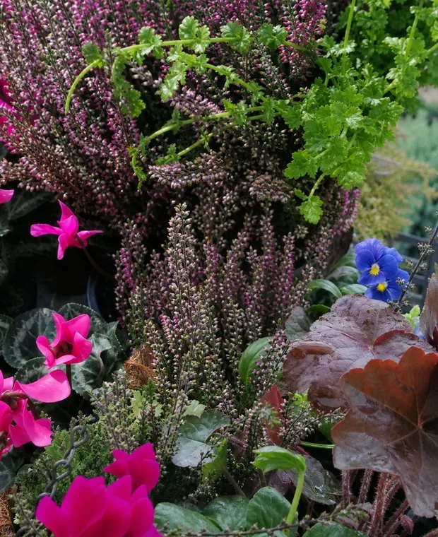 Autumn and winter flowering baskets with heather, cyclamen and winter foliage.